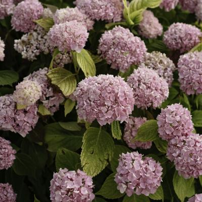 Fauna Flora Juny 2025 01